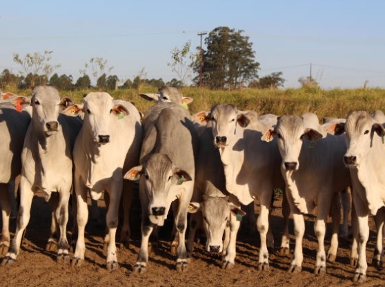 Mal da vaca louca: após parecer final da OIE, Mapa descarta risco para produção bovina no país